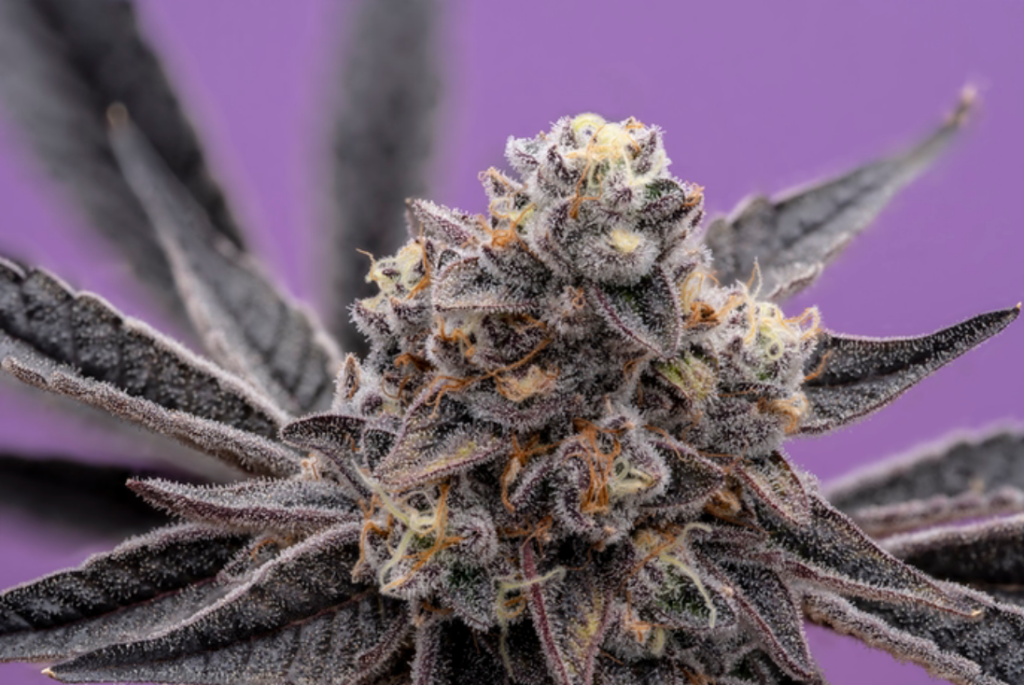 What Does It Mean When Cannabis Plants Turn Purple?